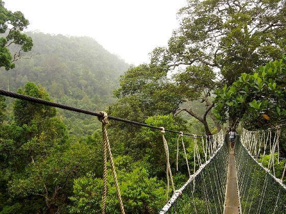 Canopy5