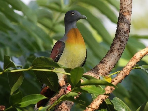 Bird