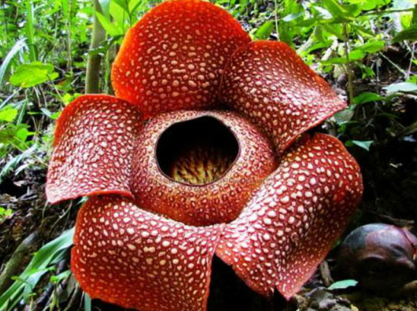 Cameron Highlands 열대우림