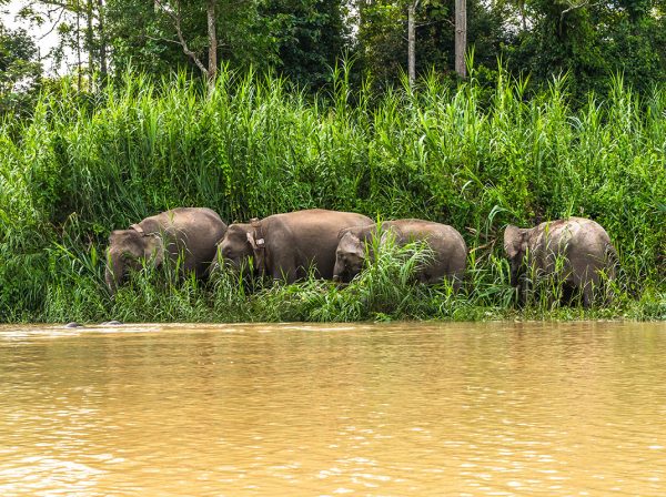 kinabatangan-river